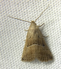 Hypenodes fractilinea