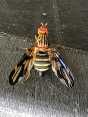 Idana marginata