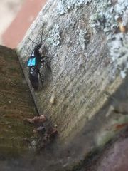 Philonthus caeruleipennis