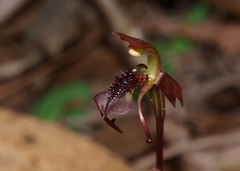 Chiloglottis curviclavia