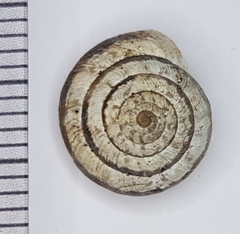 Xeroplexa arrabidensis