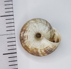 Xeroplexa arrabidensis