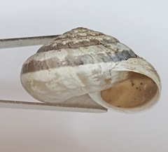 Xeroplexa arrabidensis