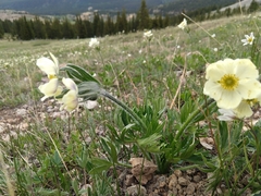 Anemonastrum zephyrum