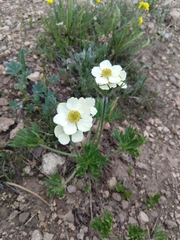 Anemonastrum zephyrum