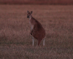 Osphranter antilopinus