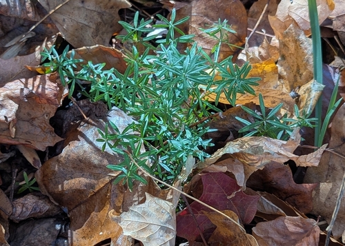Image of Galium concinnum by (c) Chris McDivitt, some rights reserved (CC BY)