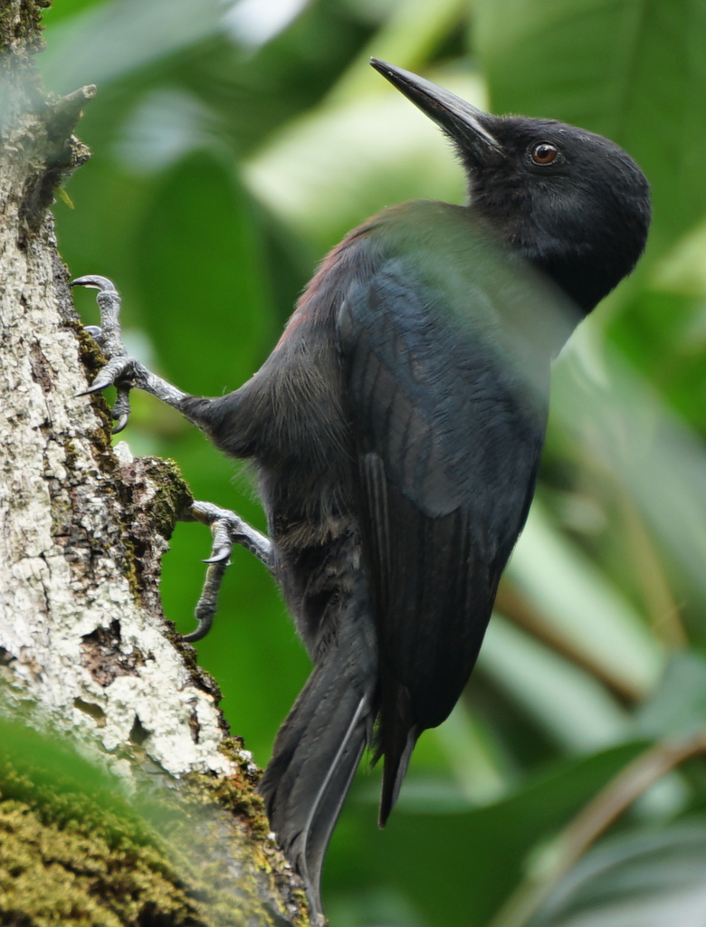 Guadeloupe Woodpecker