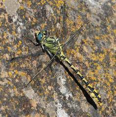 Ophiogomphus morrisoni
