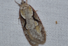 Semioscopis packardella
