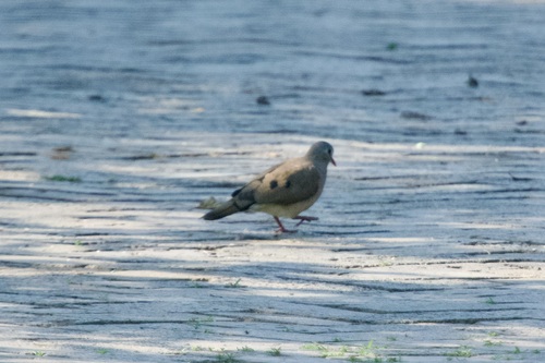 Blue-spotted Wood-Dove (Turtur afer)