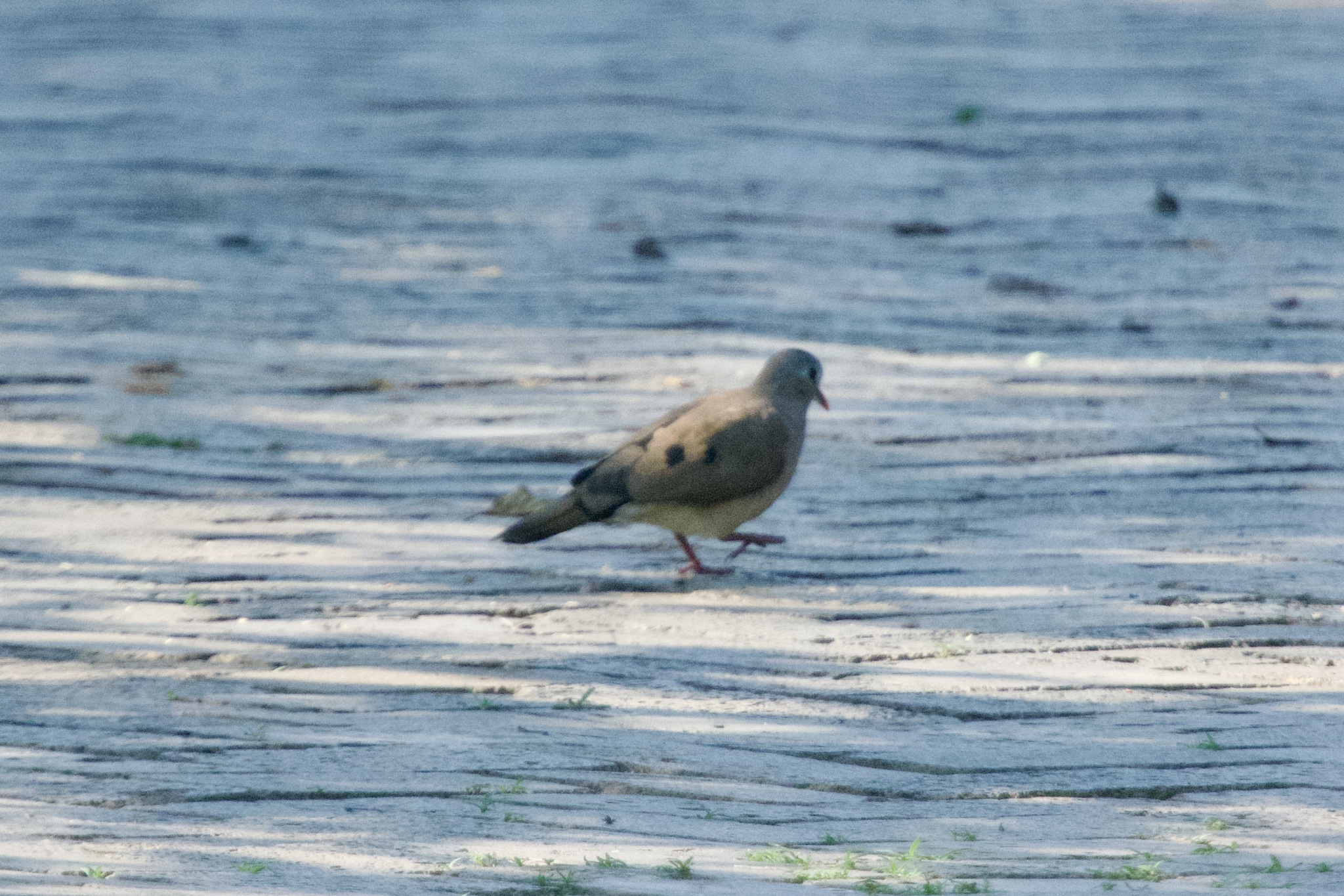 Blue-spotted Wood-Dove (Turtur afer)