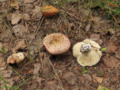 Russula exalbicans