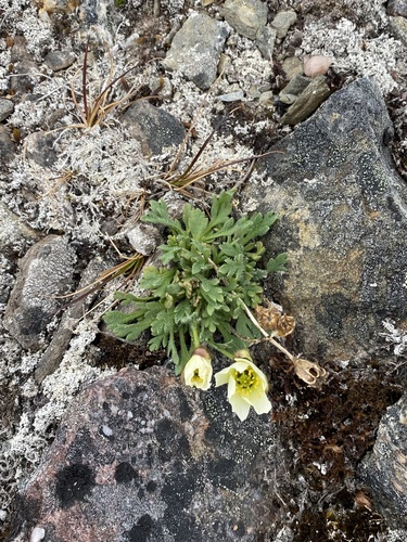 Oreomecon dahliana (Oreomecon dahliana)