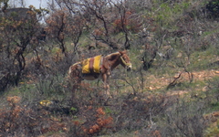 Equus asinus × caballus