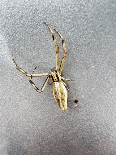 Uraarachne longa