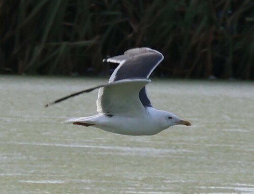 Heuglin’s Gull｜休氏鸥 参考照片