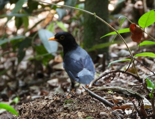 Yellow-legged Thrush (Turdus flavipes), photo 10