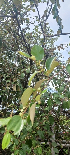 Image of Ziziphus mauritiana by no rights reserved