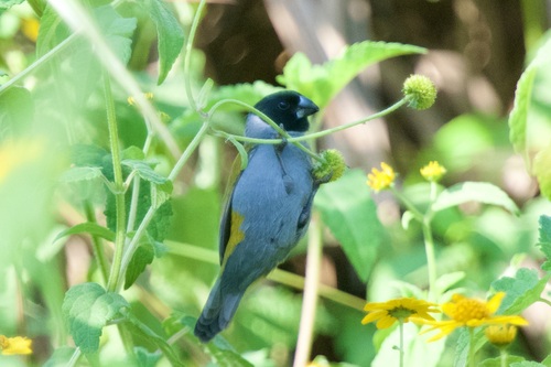 White-collared Oliveback (Nesocharis ansorgei), photo 2