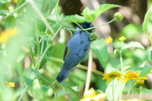 White-collared Oliveback (Nesocharis ansorgei), photo 3