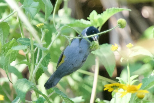 White-collared Oliveback (Nesocharis ansorgei), photo 6
