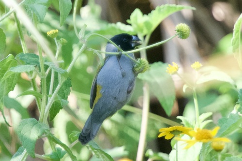 White-collared Oliveback (Nesocharis ansorgei), photo 7