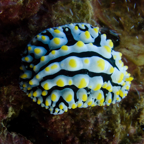 Phyllidia varicosa