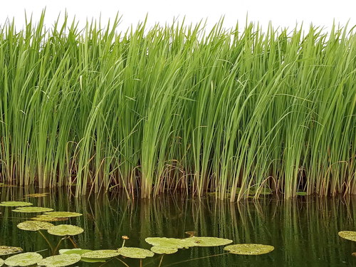 Zizania latifolia (Griseb.) Hance ex F.Muell.