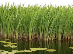 Zizania latifolia