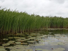 Zizania latifolia