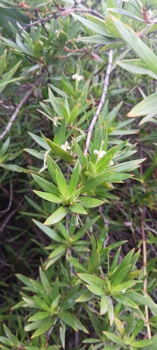 Image of Ernodea littoralis by no rights reserved