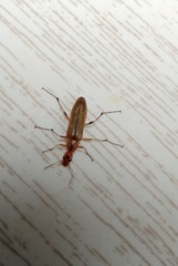 Cephaloon lepturides