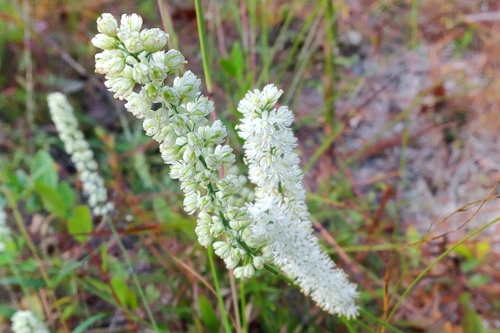Carolina bog asphodel (Tofieldia glabra)