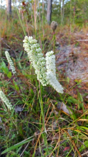 Image of Tofieldia glabra by (c) Kathryn Curtis, some rights reserved (CC BY)