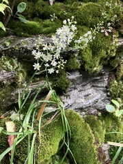 Stenanthium leimanthoides