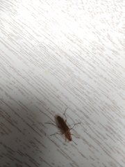 Cephaloon lepturides