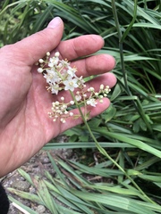 Stenanthium leimanthoides