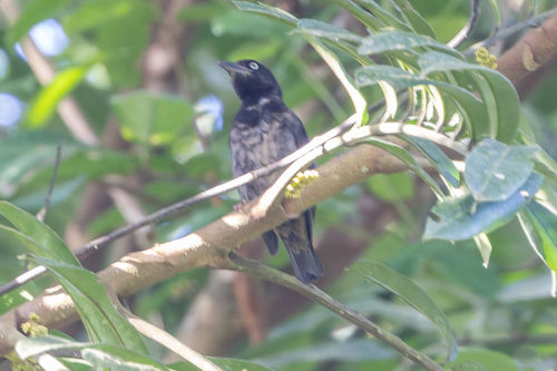 iNaturalist image