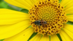 Holcopasites calliopsidis