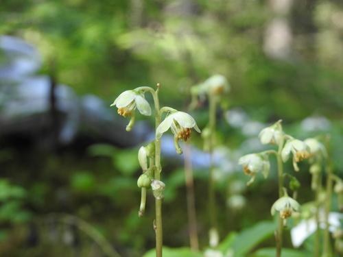 *Pyrola chlorantha* (Green-flowered Wintergreen) &copy nsferguson on iNaturalist. ObservedCochrane, ON, Canada