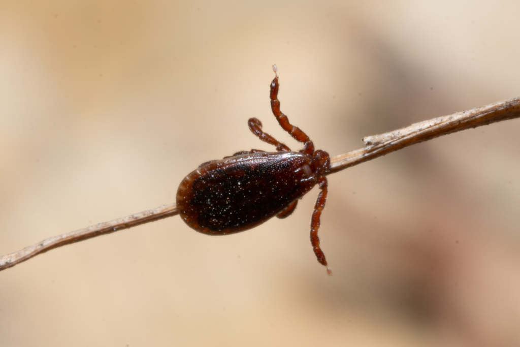 Haemaphysalis sulcata