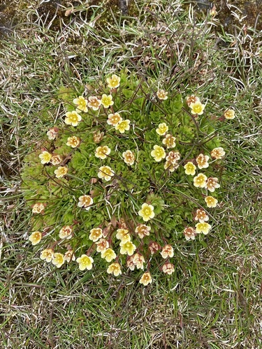 Tufted saxifrage (Saxifraga cespitosa)