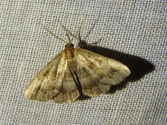 Phalaenostola larentioides