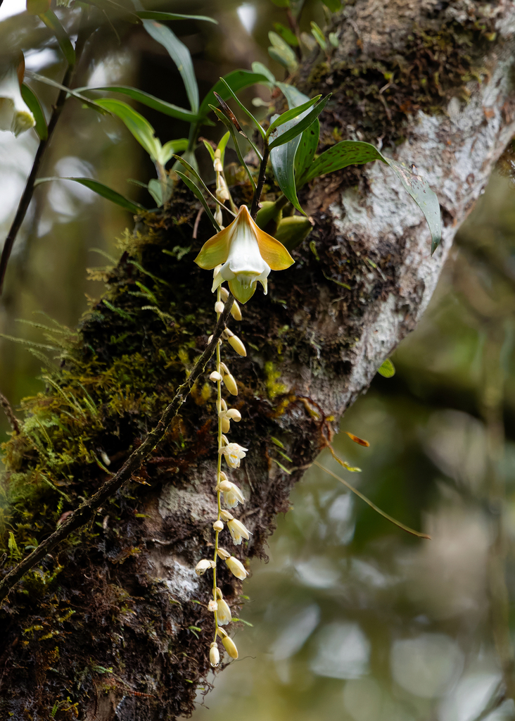 Dendrobium lamrianum C.L.Chan 2