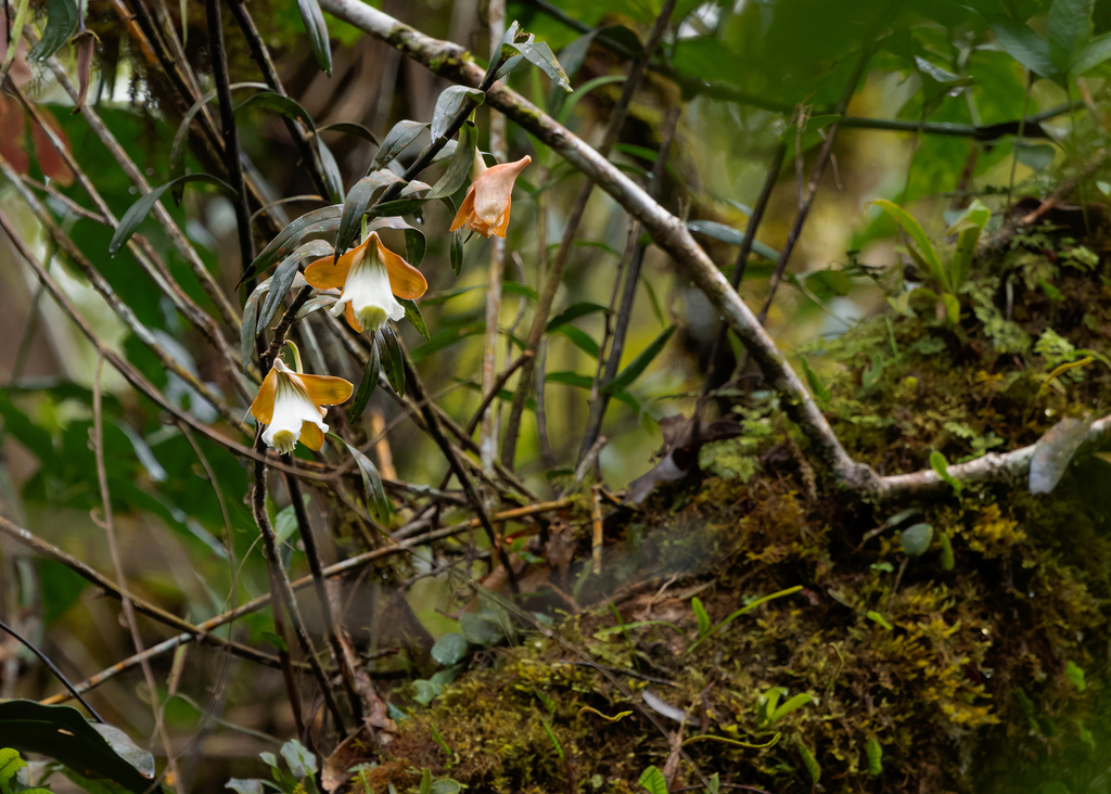 Dendrobium lamrianum C.L.Chan