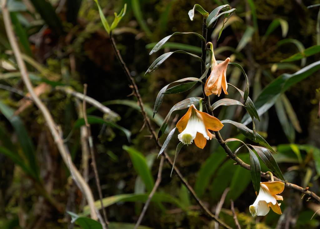 Dendrobium lamrianum C.L.Chan 3