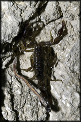 Vaejovis intermedius