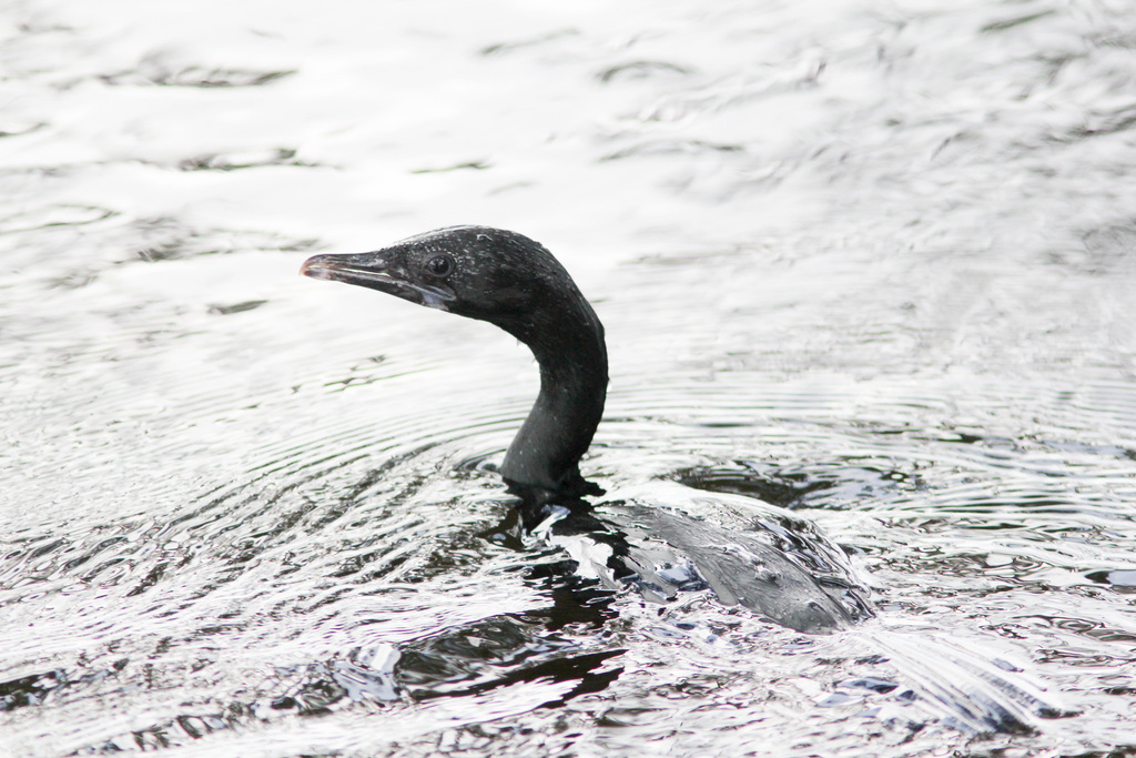 Little cormorant swimming on calm water with its head and neck raised