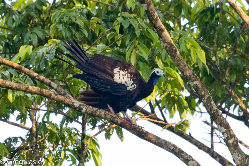 Trinidad Piping-Guan